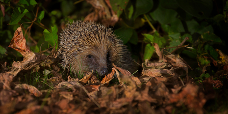 hedgehog