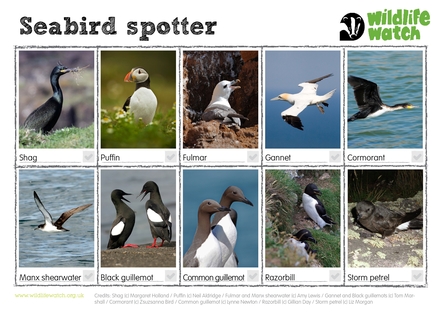 Seabirds spotter sheet
