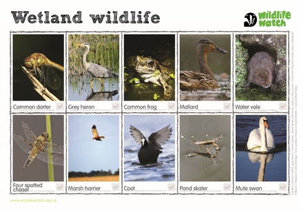 Wetland wildlife spotter sheet