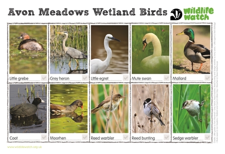 Wetland birds spotter sheet