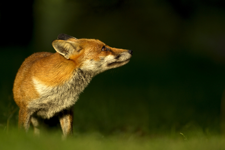 Fox- Danny Green