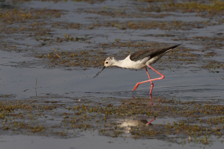 Black-winged stilt