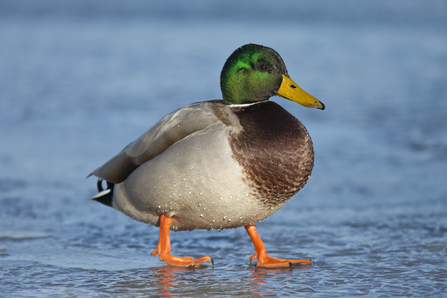 Mallard (Anus platyrhnchos) on frozen floodwater, male,