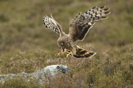 Hen harrier Circus cyaneus, adult female landing on rock on moorland breeding habitat,