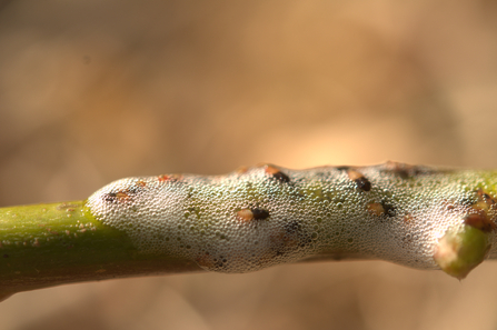 A group of froghopper nymphs on a plant stem. The nymps are covered in a layer of bubbly foam known as cuckoo-spit