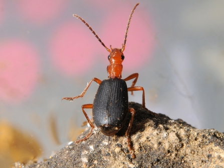 A bombardier beetle standing on a rock. It's a red beetle with black wing cases and fairly long antennae.