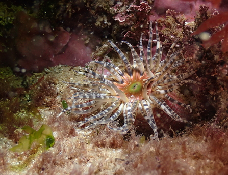 A gem anemone on the sea floor. It has a green mouth surrounded by dozens of bluish tentacles with white oval spots