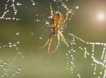 A bordered orbweaver sitting on its web, with dew drops clinging to the threads. It's a pale brown spider with a pattern of lighter crescents on its back