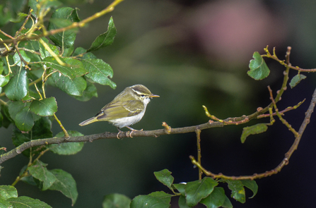 An eastern crowned warbler perched on a branch. It's a small bird with a white belly, mossy green back and yellowish stripes on its head