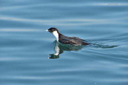 An ancient murrelet swimming in the sea. It's a black and white seabird with a pale beak