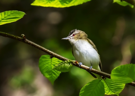 A red-eyed vireo perched on a leafy branch. It's a brownish bird with a dark cap, pale eyebrow and bright red eye
