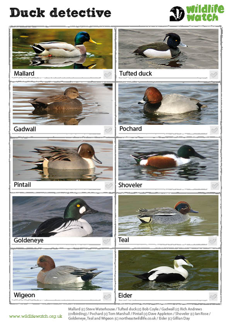 Duck spotter sheet