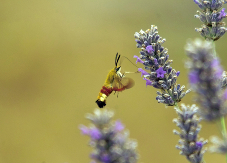 A broad-bordered bee hawk-moth hovering in front of purple flowers, poking its long proboscis out to feed