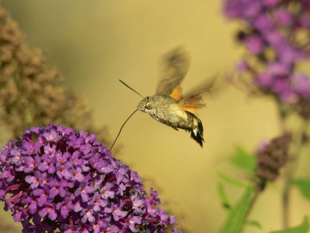 A hummingbird hawk-moth hovering over purple flowers, extending its long proboscis to feed