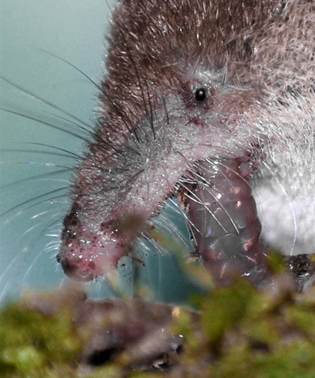 A close up on a common shrew's long nose, whilst it crunches on some food
