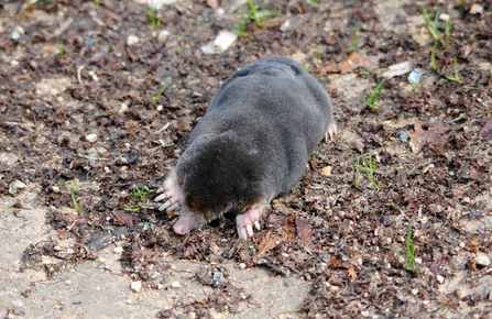 A mole above the ground