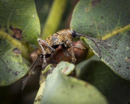 An acorn weevil standing on a leaf