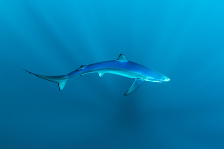 A blue shark swimming