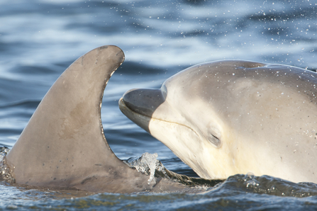 A bottlenose dolphin calf surfacing next to the fin of its mother