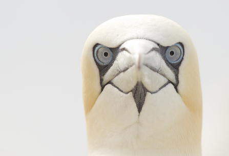 A gannet looking straight at the camera with its pale grey eyes