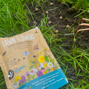A packet of seedball lawn flowers on grass, next to a patch of soil with seedballs placed on it
