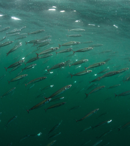 A shoal of mackerel swimming towards the surface of the sea