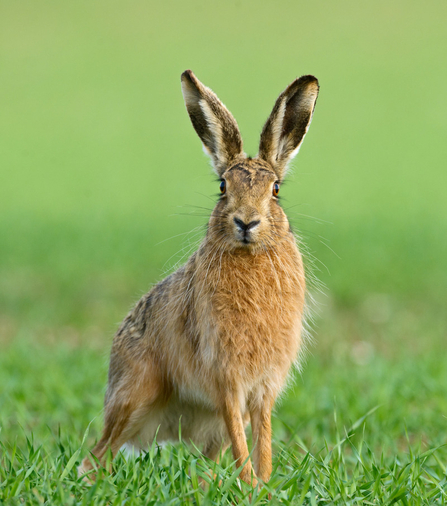 a brown hare standing in a field, alert, with its ears raised