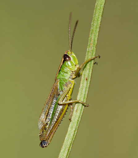 A meadow grasshopper clinging to a plant stem