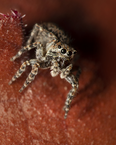 A jumping spider looking up with enormous eyes