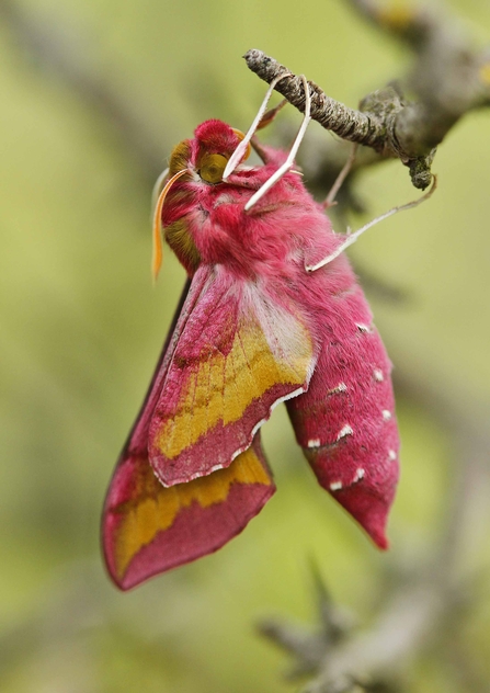 a small elephant hawk-moth clinging to a twig, showing the olive patches beneath its bright pink wings