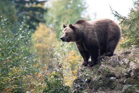 A brown bear standing on a rocky outcrop in a forest