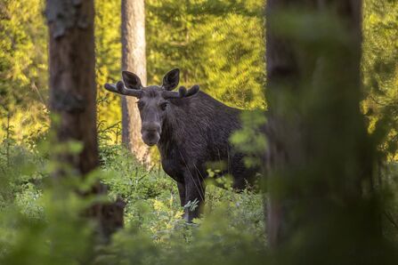 A European elk standing amongst trees in the middle of a forest