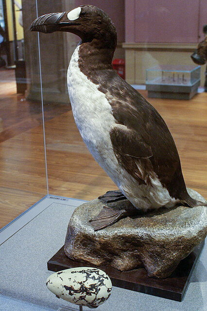 A stuffed great auk and its egg in a glass case at a museum