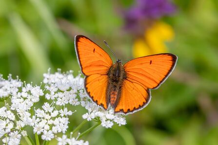 A large copper butterfly, with shining orange wings, resting on a white flower