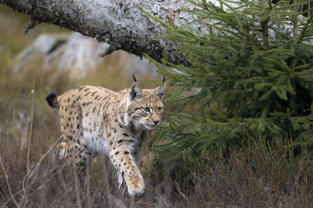 A lynx walking under a fallen tree trunk