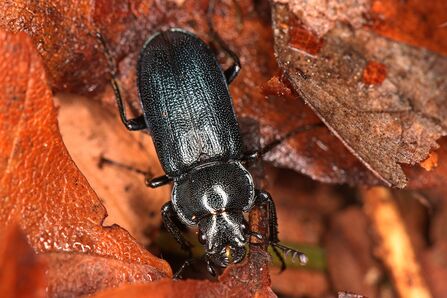 A blue stag beetle, a blackish beetle with a blue tint, crawling trhough fallen leaves