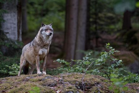 A wolf standing on a rock in the middle of a forest