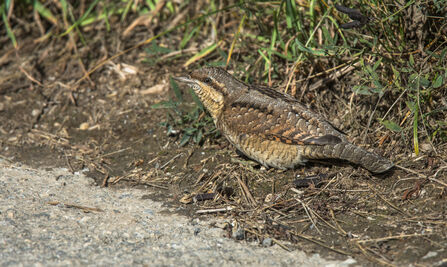 A wryneck crouched on the ground beside a path. Its a small member of the woodpecker family, with mottled grey and blown feathers to help it blend in on the ground