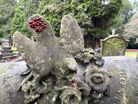 A huddle of 7-spot ladybirds clinging to a stone dove, on top of a gravestone, with more graves in the background