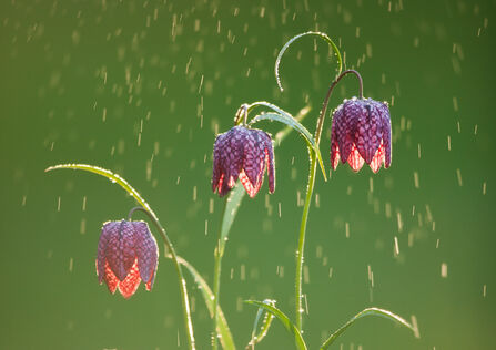 Rain falling on the nodding, chequered purple-pink flowers of a snake's-head fritillary