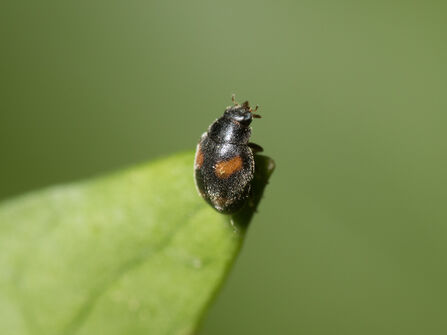 An ivy ladybird, tiny and lack with four red dashes on its back, clings to the tip of a leaf