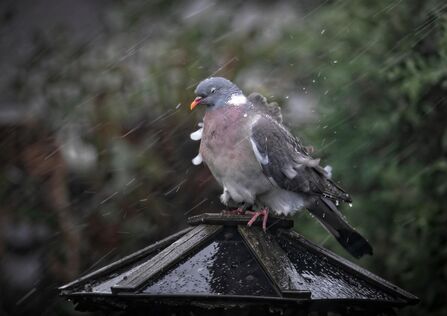 A woodpigeon perches on a wooden platform, its feathers ruffled, as rain falls on it