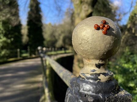 A huddle of six 7-spot ladybirds on a metal railing in a cemetary, with a path and trees in the background