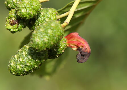 An alder tongue gall growing from an alder catkin. It looks like a pink tongue poking out from a green catkin