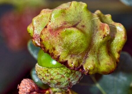 A knopper gall. It's a knobbly looking, red-tinged green growth growing from the top of an acorn