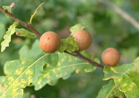 Three oak marble galls growing from a thin oak branch, with several leaves around them. The galls are orange-brown balls