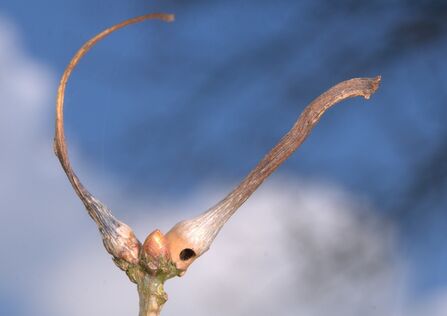 Ramshorn galls growing from oak buds, turning them into long, horn-like projections