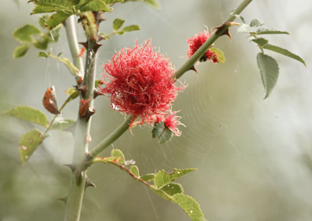 A robin's pincushion gall growing from the thorny stem of a rose. It's a hairy mass of red tendrils