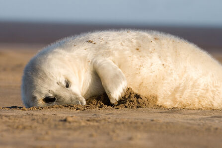 A fluffy white grey seal pup lying on a sandy beach, playing with sand with its paw