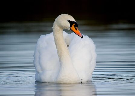 A mute swan swimming on a lake